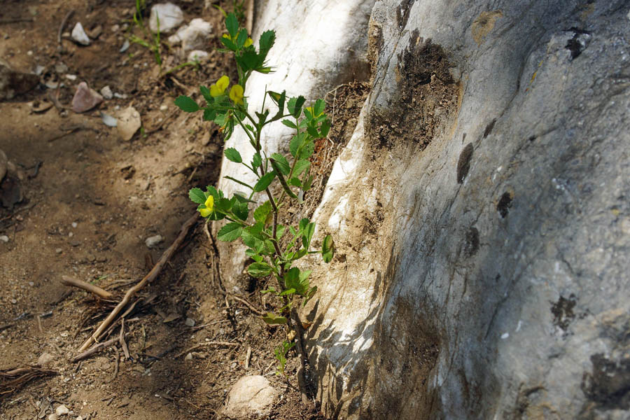 Ononis ornithopodioides/Ononide simile all''uccellina